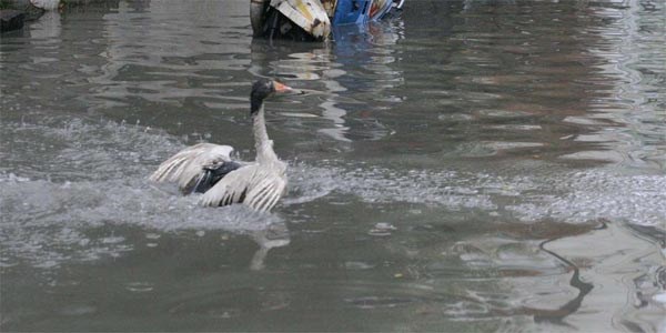 Gle dnen yollarda kazlar yzd