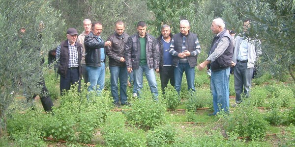 Burhaniye, eker otunun merkezi olacak