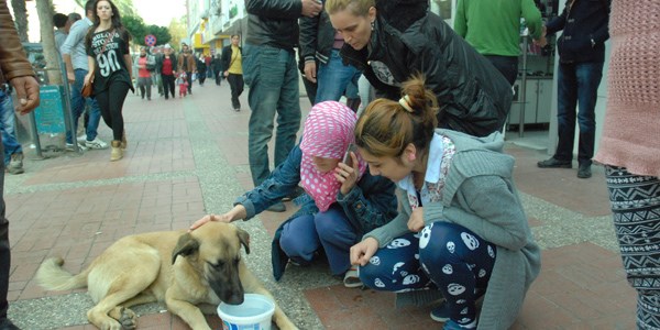 Antalya'da sokak kpeine yardm tartmas