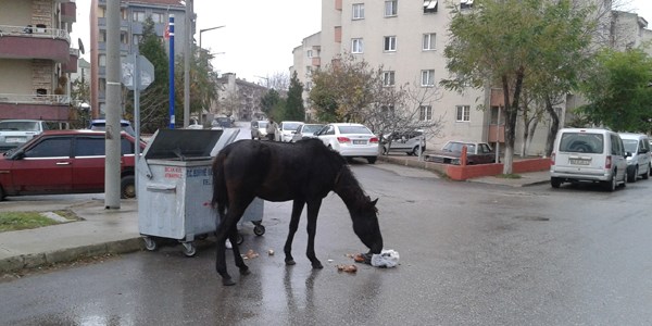 Atlar ehre indi, p konteynerlerine dadand