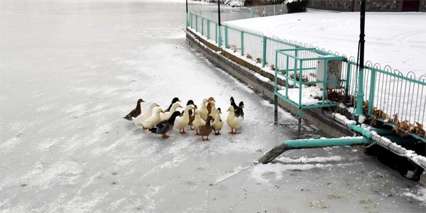 Hayvanlarn soukla imtihan