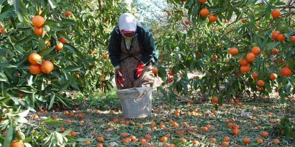 Frtnada 90 ton mandalina zarar grd