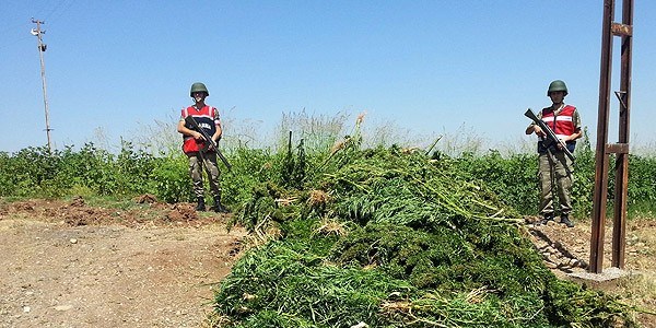 Diyarbakr'da 1 ton esrar ele geirildi