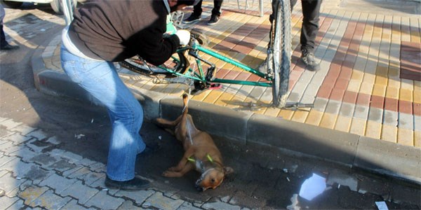 Kuduz kpek bisikletin pedalna taklnca yakaland