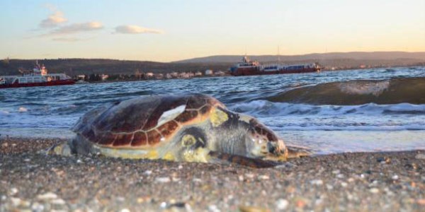 Lapseki'de l caretta caretta kyya vurdu