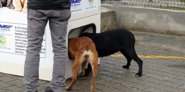 Sokak hayvanlarna mama ve su veren kutu rettildi