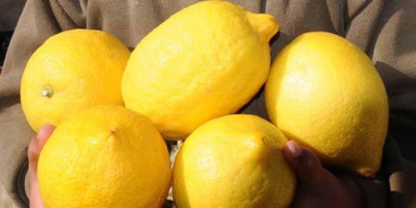 'Limonu sofranzdan eksik etmeyin'