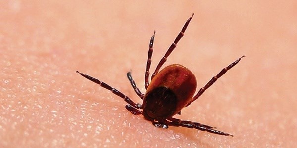 Kenelerden gelen yeni tehlike: Lyme