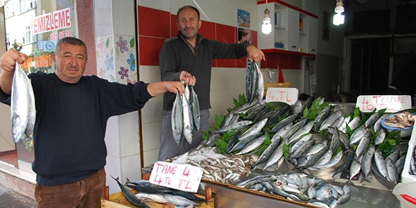 Palamut, Karadeniz'de 4 liraya kadar dt