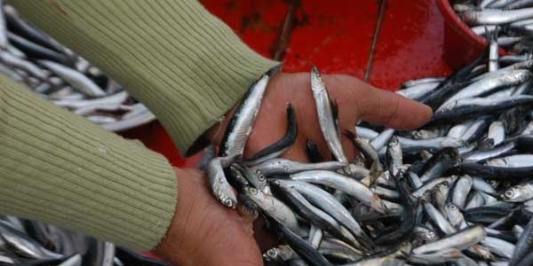 Marmara'da hamsi bolluu