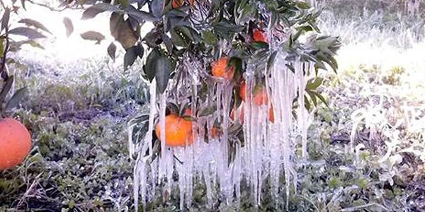 Antalya'y frtna ve don vurdu; fiyatlar utu