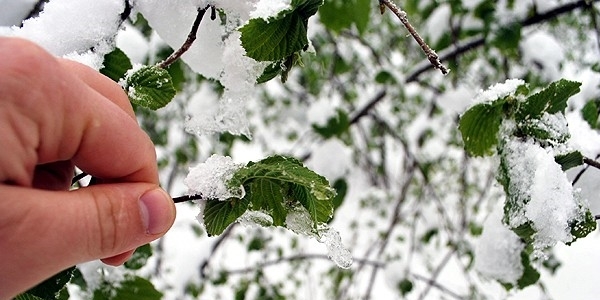 Meteorolojiden zirai don uyars