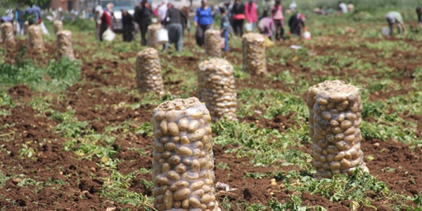 Patates tarlada 1 lira 70 kuru pazarda 5 lira