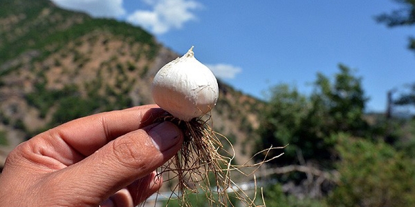 Tunceli sarmsan toplayan 'yanacak'