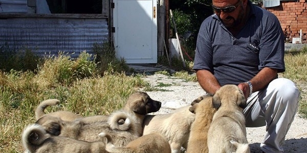 Kangal kpei yavrusu alacaklara '4 ay' uyars