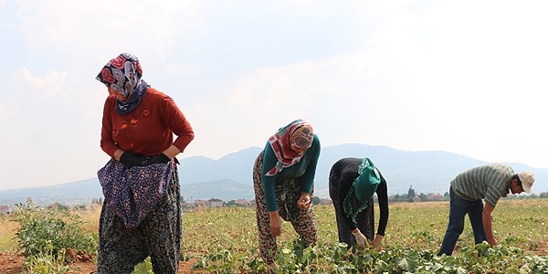 'Fiyat altnla llen rn'de hasat zaman