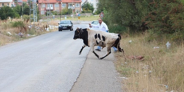 Kaan kurbanlklar sahiplerine ve grevlilere zor anlar yaatt