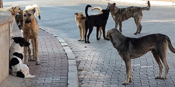 Samsun'da kpek saldrsna urayan ocuk hastelik oldu