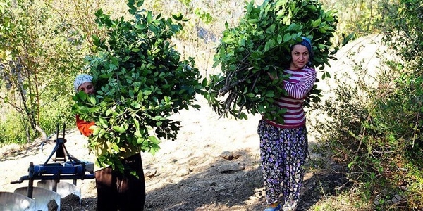 Defne yapra orman kylsne 'ekmek kaps' oldu