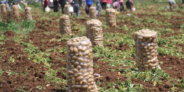 Patates 5 liradan 1 liraya kadar dt