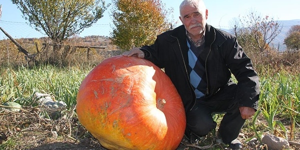 Tokat'ta 96 kilogramlk kabak grenleri artyor