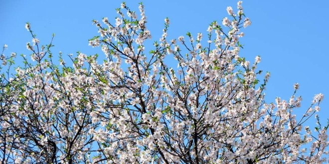 Baharn mjdecisi Nevruz iekleri at