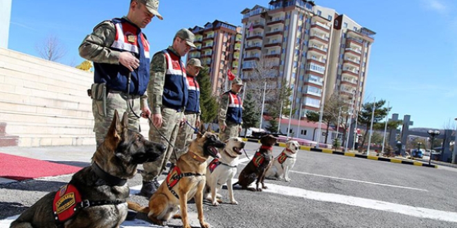 Jandarmann 'kahraman' kpekleri sululara gz atrmyor