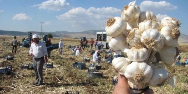 Araban sarmsa 10 bin kiiye ekmek kaps oldu