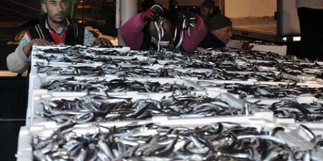 Karadeniz'de 'hamsi bereketi'