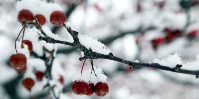 Meteoroloji'den 5 il iin zirai don uyars