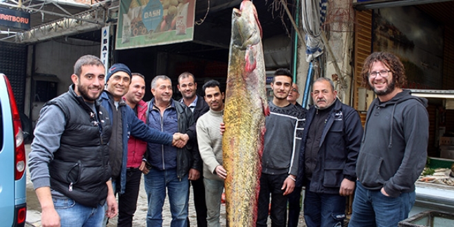 Manisa'da 80 kiloluk yayn bal yakaland