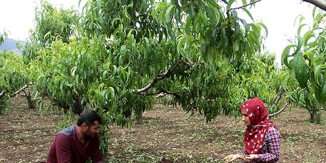 Elaz'da ceviz byklnde dolu ekinlere zarar verdi