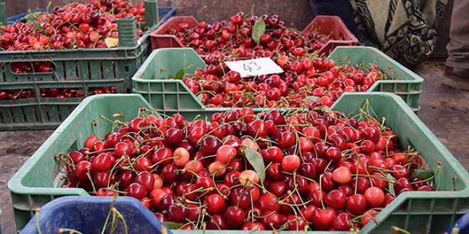 stanbul'un kiraz Sakarya Vadisi'nden