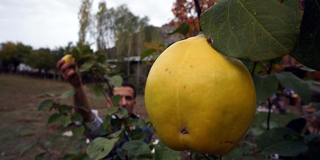 Trkiye'nin Rusya'ya ayva ihracat 2 kat artt