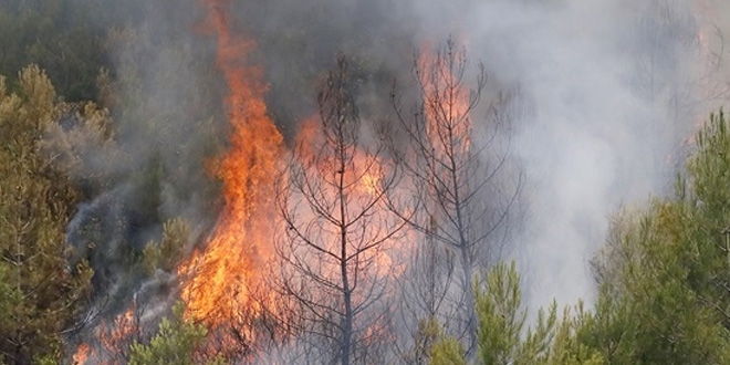 anakkale'de orman yangn: Bir ky boaltld