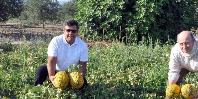 ankr'da kavun tarlalarnda domuz nbeti