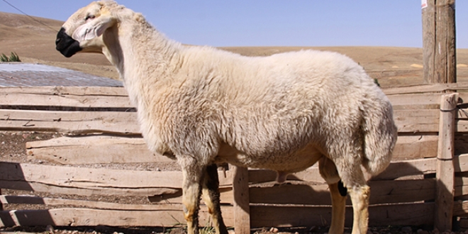 Manisa'da merada otlayan 35 koyun telef oldu