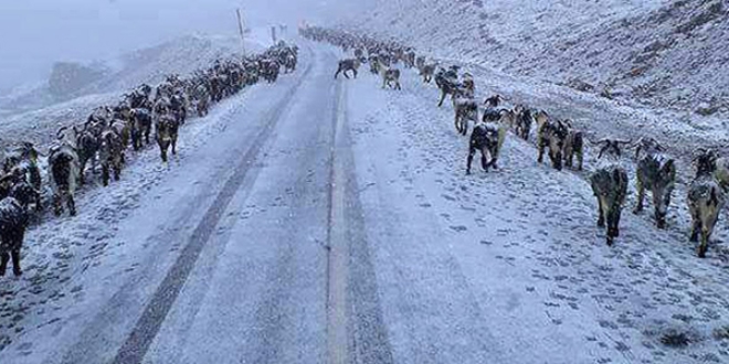 Rize'deki kar ya byle grntlendi