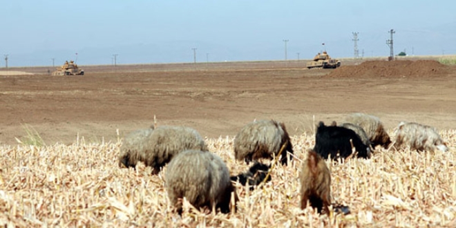 Tanklar manevra yapt, obanlar koyun otlatt