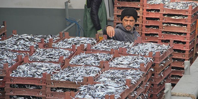 Dou Karadenizli balklar hamsiden umutlu