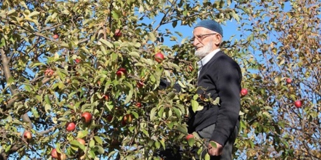 'Misket elmas'nn kaybolmamas iin fidanlarn cretsiz datyor