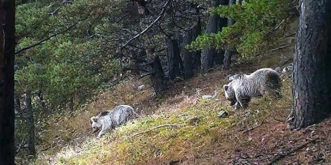 Yabani hayvanlarn yiyecek ilesi fotokapana yansd