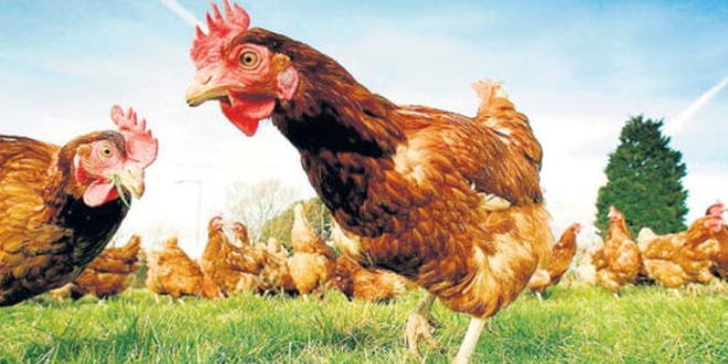 Fransa, 2022'de sadece gezen tavuk yumurtas retecek