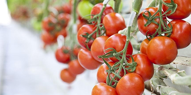Termal serada retilen domatesler Avrupa'ya satlyor