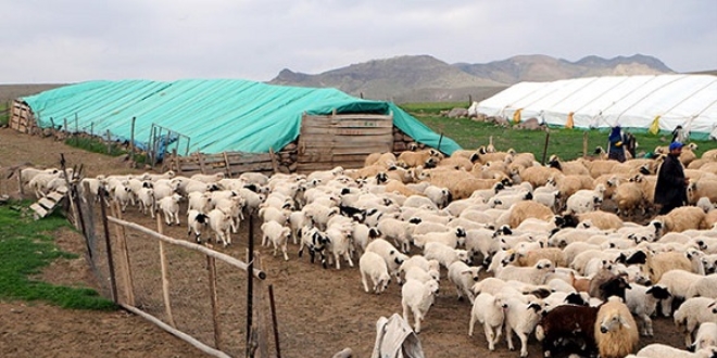 Tunceli'de 6 bin lira maala alacak oban bulunamyor