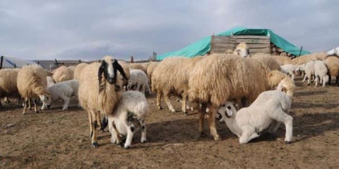 6 bin lira maala alacak oban bulunamyor