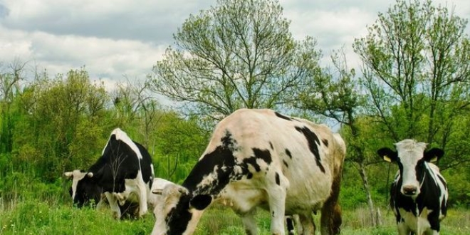 250 Bin Dve Projesi'nde bavuru sresi doluyor