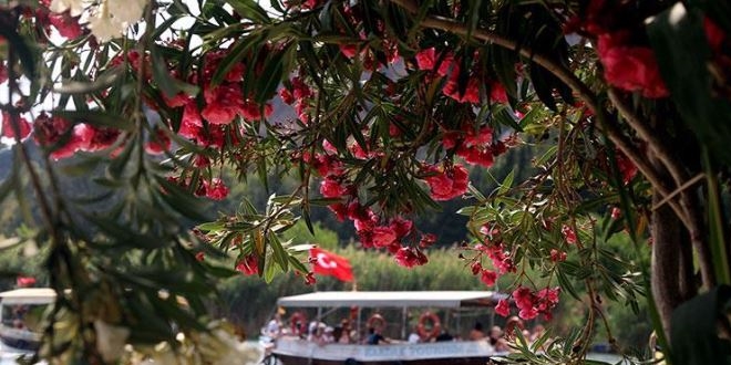 Dalyan, rengarenk zakkumlarla bezendi