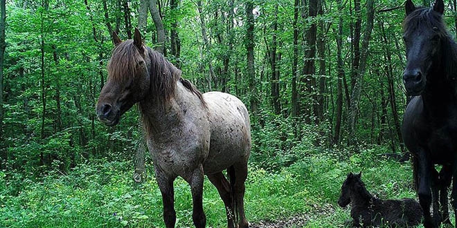 Fotokapan grntleri yaban hayatna k tutacak