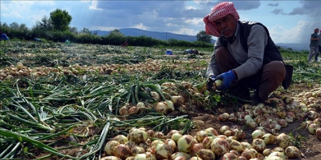 Karacabey soannda rekolte beklentisi 40 bin ton